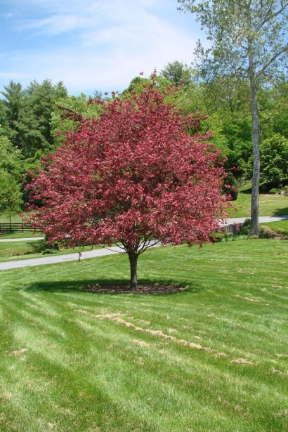 Бук лесной Розео Маргината солитер в ландшафте